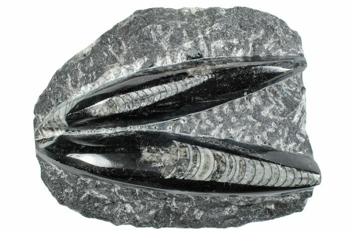 Polished Fossil Orthoceras Plate - Morocco #261308